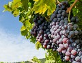 Strade del vino del Lago di Garda